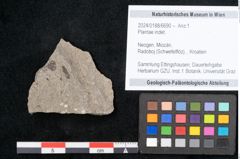 Foto (Objekt + Etikett) von Plantae indet.  (NHMW-GEO-2024-0188-6690)